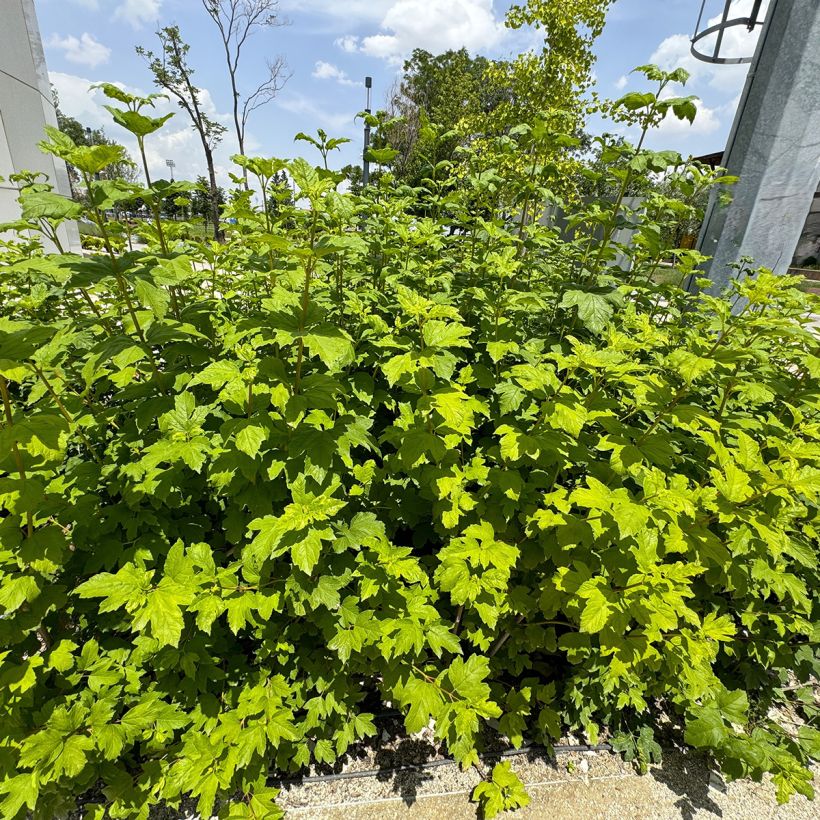 Hydrangea quercifolia Ruby Slippers - Hortensia à feuilles de chêne (Port)