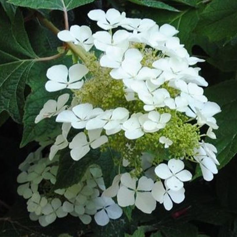 Hydrangea quercifolia Sike's Dwarf - Hortensia à feuilles de chêne (Floraison)