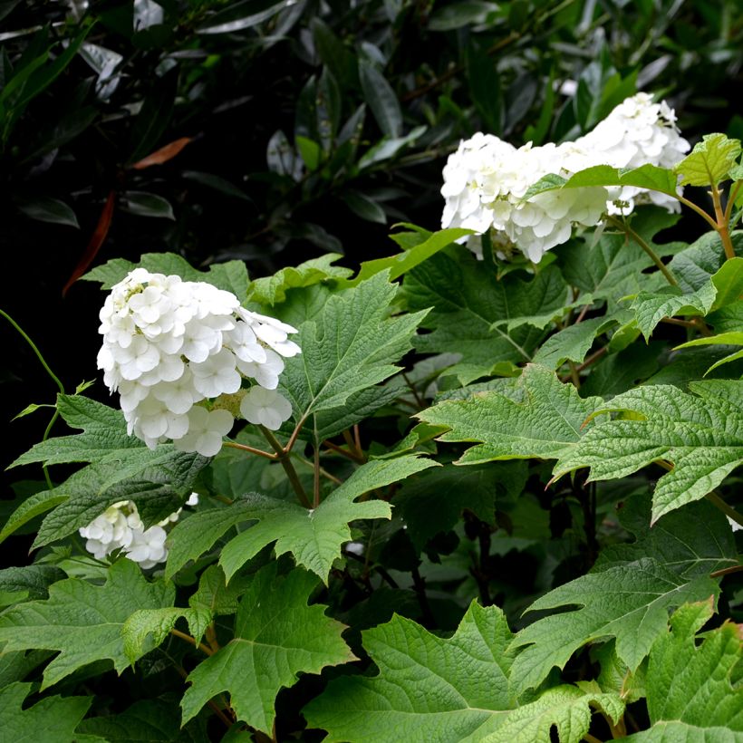 Hydrangea quercifolia Snow Queen - Hortensia à feuilles de chêne (Floraison)