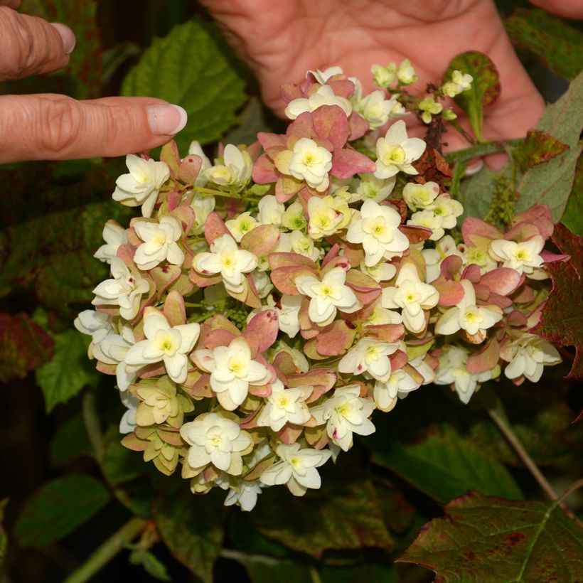 Hydrangea quercifolia Snowflake - Hortensia à feuilles de chêne (Floraison)