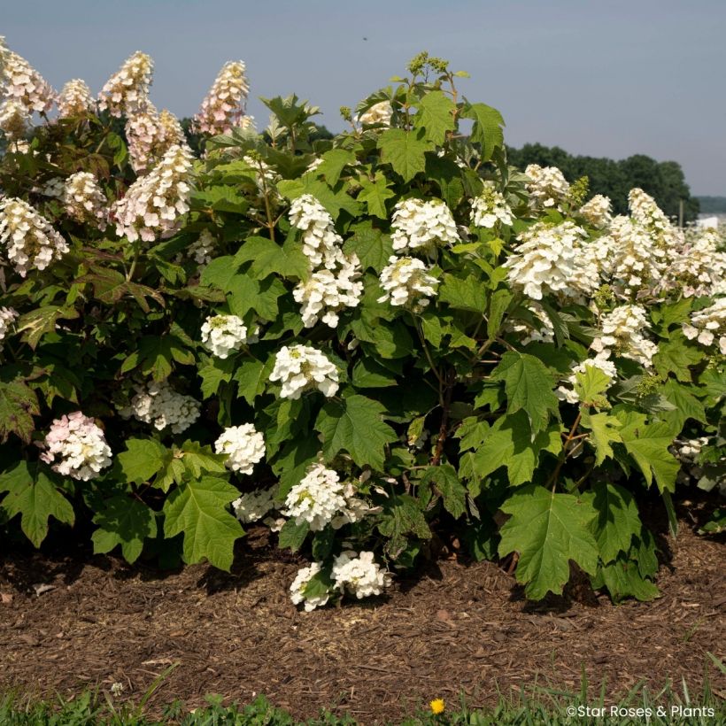 Hydrangea quercifolia Yeti - Hortensia à feuilles de chêne (Port)
