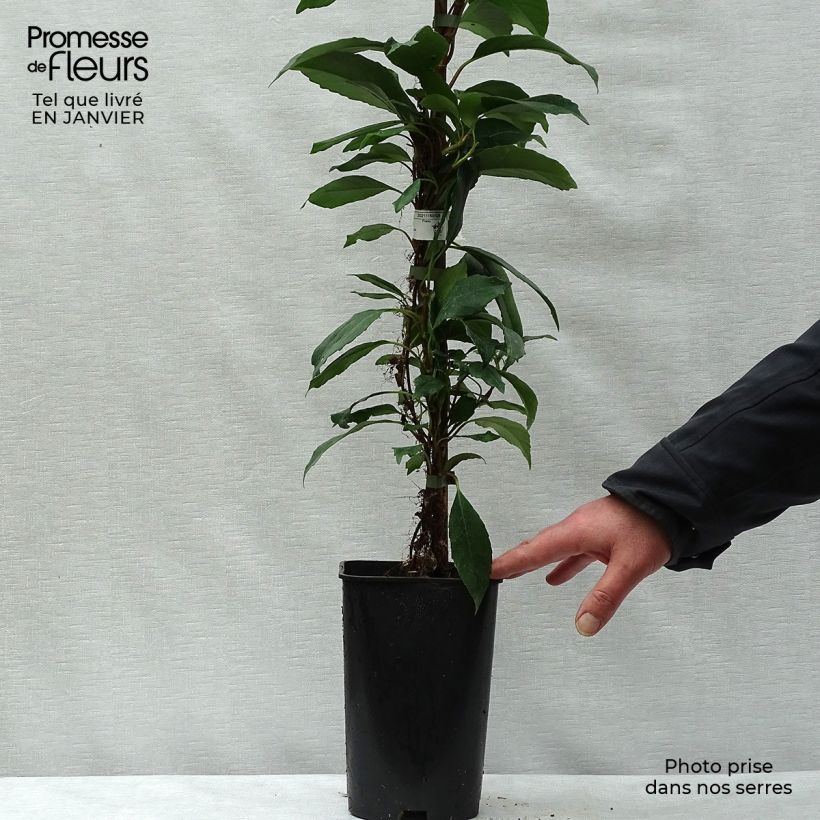 Spécimen de Hortensia grimpant - Hydrangea seemanii Pot de 6L/7L, Tipi 3 tuteurs tel que livré en hiver