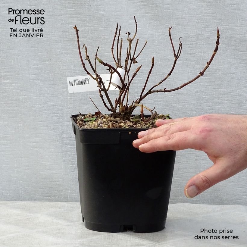 Spécimen de Hortensia - Hydrangea serrata Tiara Pot de 2L/3L tel que livré en hiver