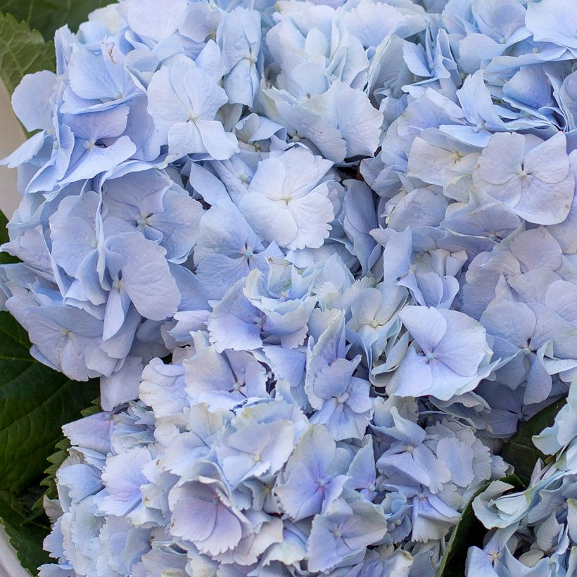 Hortensia - Hydrangea macrophylla Amethyst (Floraison)