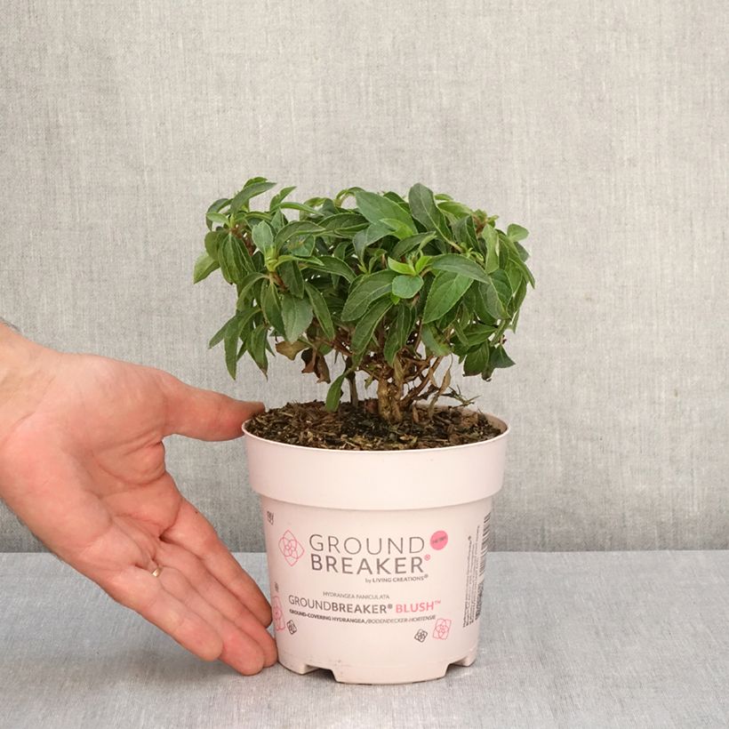 Spécimen de Hydrangea paniculata Groundbreaker Blush - Hortensia paniculé nain Pot de 1L/1,5L tel que livré en automne