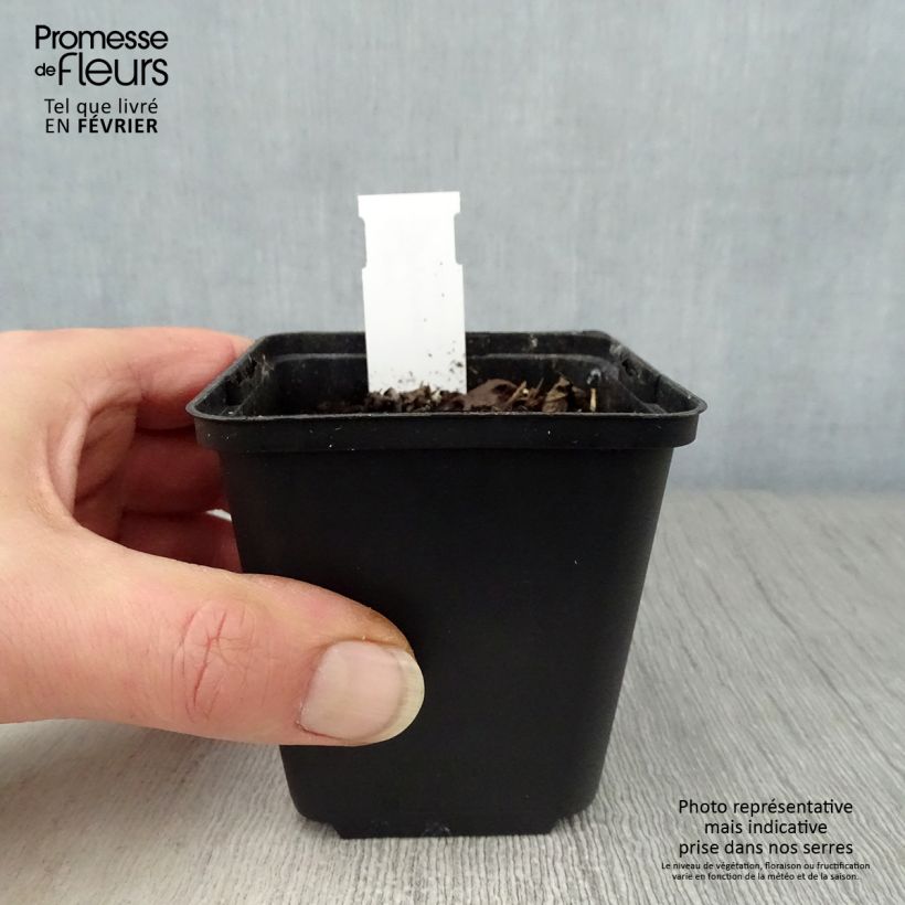 Spécimen de Hylomecon japonica Godet de 8/9 cm tel que livré en hiver