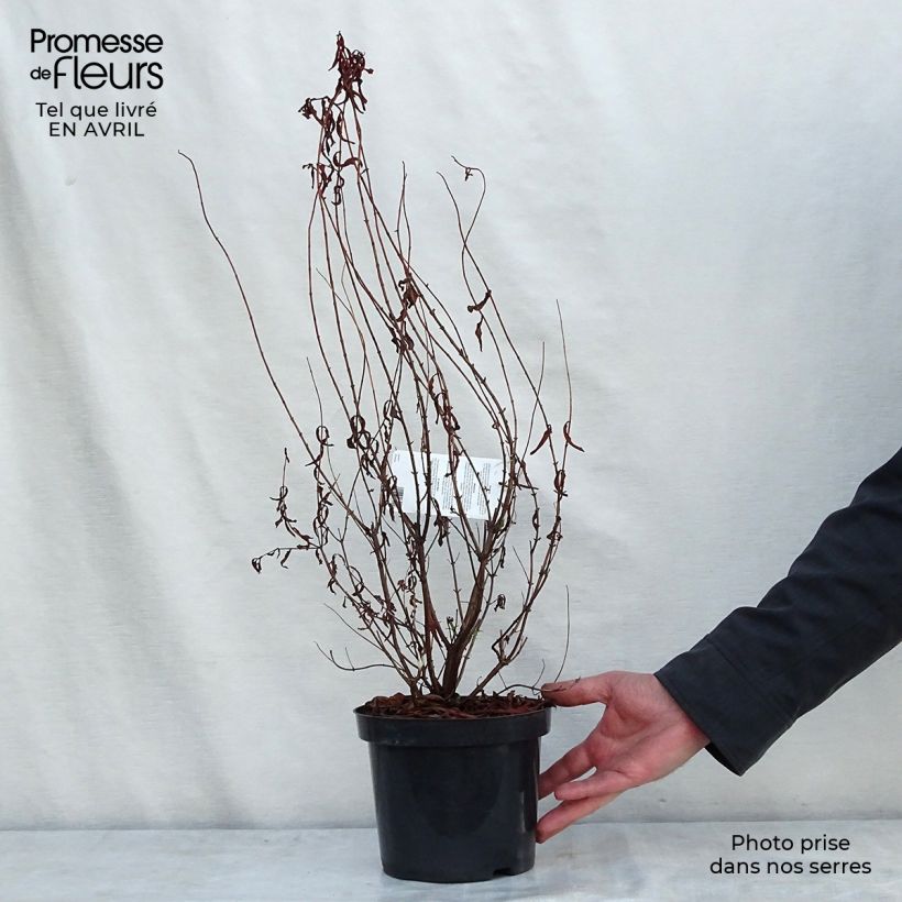 Spécimen de Hypericum - Millepertuis Hidcote Pot de 2L/3L tel que livré au printemps