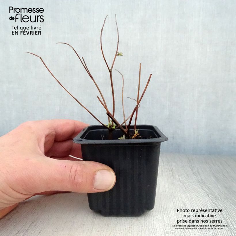 Spécimen de Hypericum - Millepertuis Hidcote Godet de 8/9 cm tel que livré en hiver