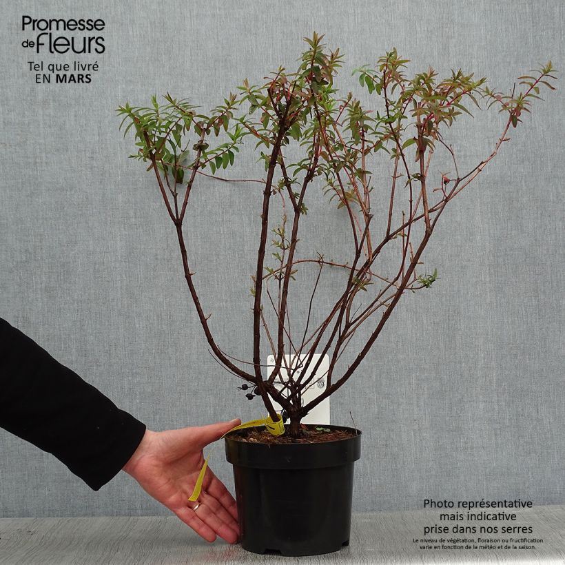 Spécimen de Hypericum dummeri Peter Dummer - Millepertuis  Pot de 3L/4L tel que livré en hiver