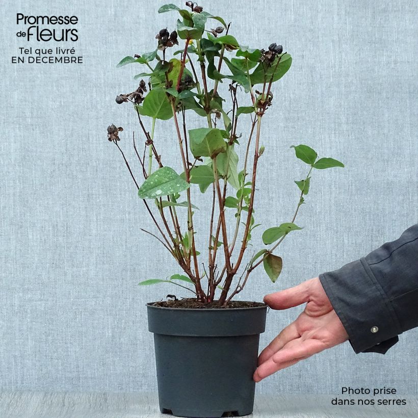 Spécimen de Hypericum inodorum Magical Red Flame - Millepertuis Pot de 2L/3L tel que livré en hiver