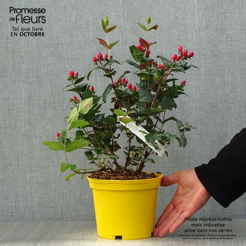 Spécimen de Hypericum inodorum Magical Red Flame - Millepertuis Pot de 2L/3L tel que livré en automne