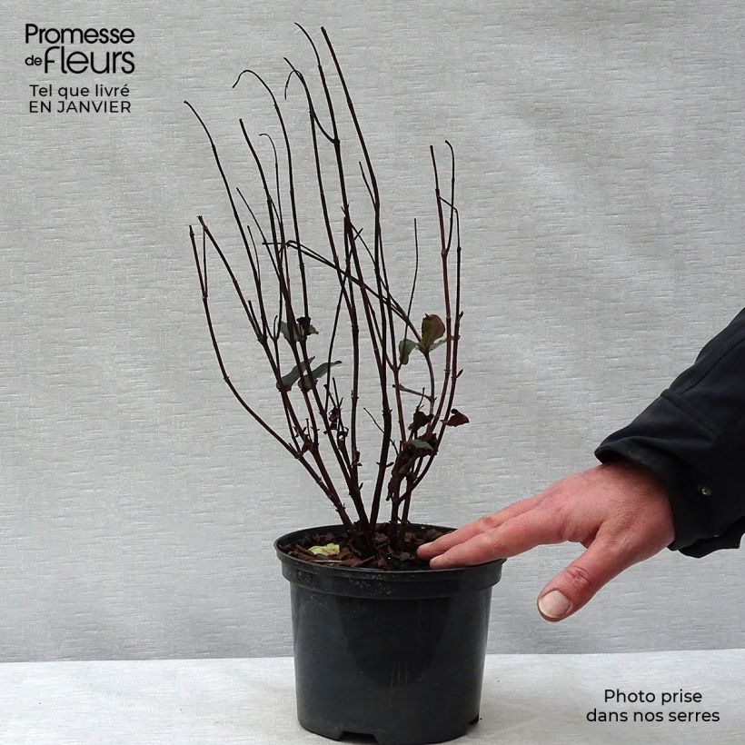 Spécimen de Hypericum inodorum Magical Universe  - Millepertuis Pot de 4L/5L tel que livré en hiver