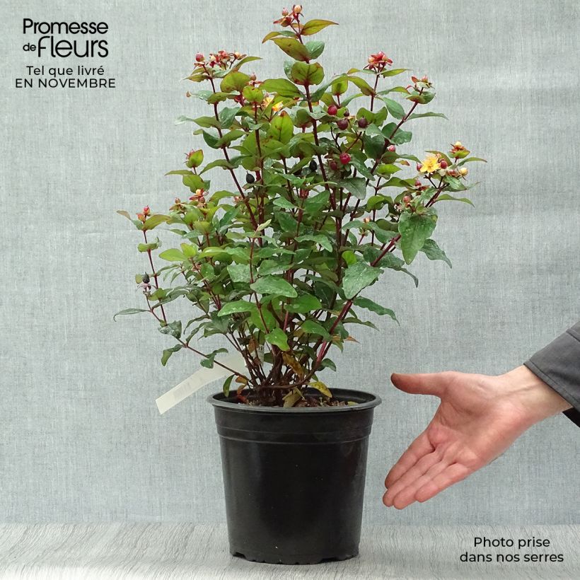 Spécimen de Hypericum inodorum Magical Universe  - Millepertuis Pot de 4L/5L tel que livré en automne