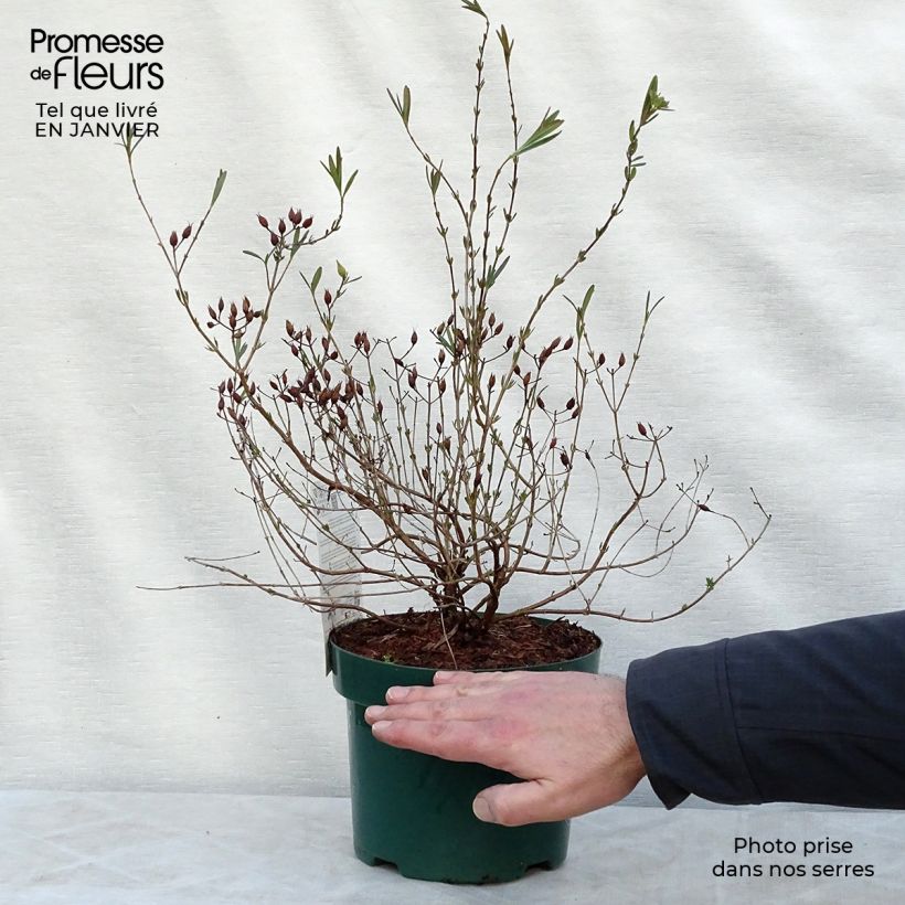 Spécimen de Hypericum kalmianum Blue Velvet - Millepertuis Pot de 2L/3L tel que livré en hiver