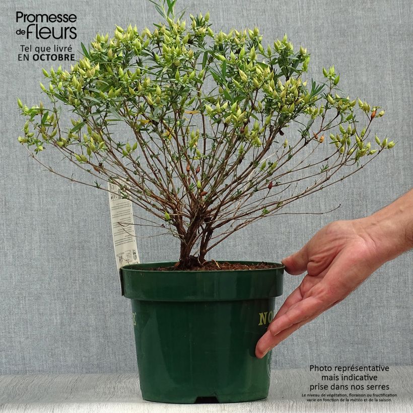 Spécimen de Hypericum kalmianum Blue Velvet - Millepertuis Pot de 2L/3L tel que livré en automne