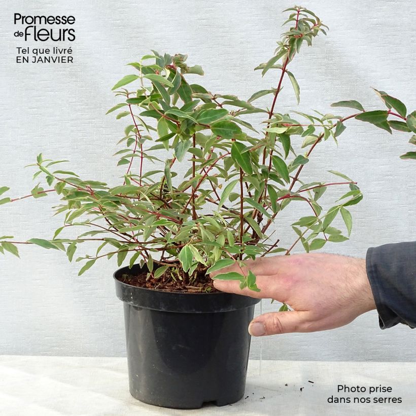 Spécimen de Millepertuis tricolore - Hypericum moserianum Tricolor Pot de 3L/4L tel que livré en hiver