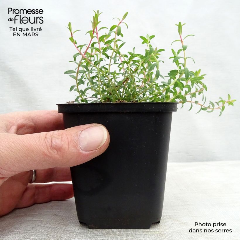 Spécimen de Hypericum olympicum Citrinum - Millepertuis du Mont Olympe 'Citrinum' Godet de 8/9 cm tel que livré en hiver