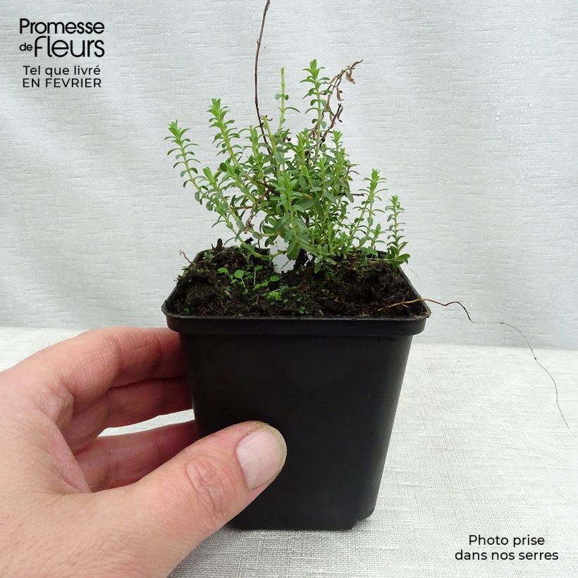 Spécimen de Hypericum olympicum - Millepertuis grec  Godet de 8/9 cm tel que livré en hiver