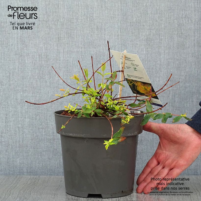 Spécimen de Hypericum (x) moserianum Little Misstery - Millepertuis de Moser  Pot de 4L/5L tel que livré en hiver