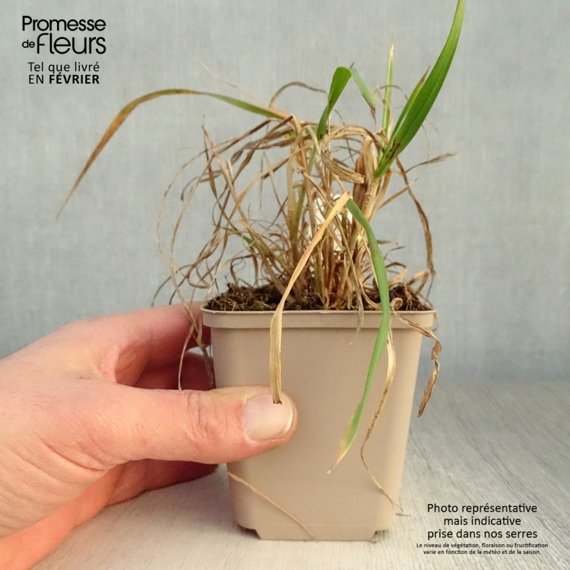 Spécimen de Hystrix patula Godet de 8/9 cm tel que livré en hiver