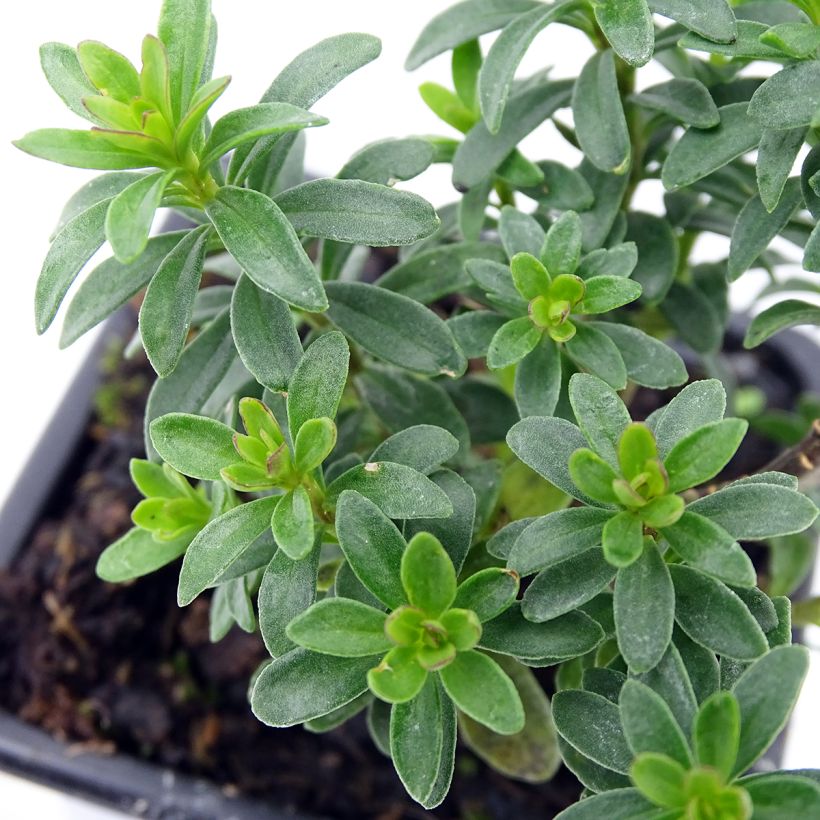 Iberis Absolutely Amethyst (Folhagem)