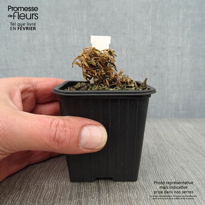 Spécimen de Iberis Absolutely Amethyst Godet de 8/9 cm tel que livré en hiver