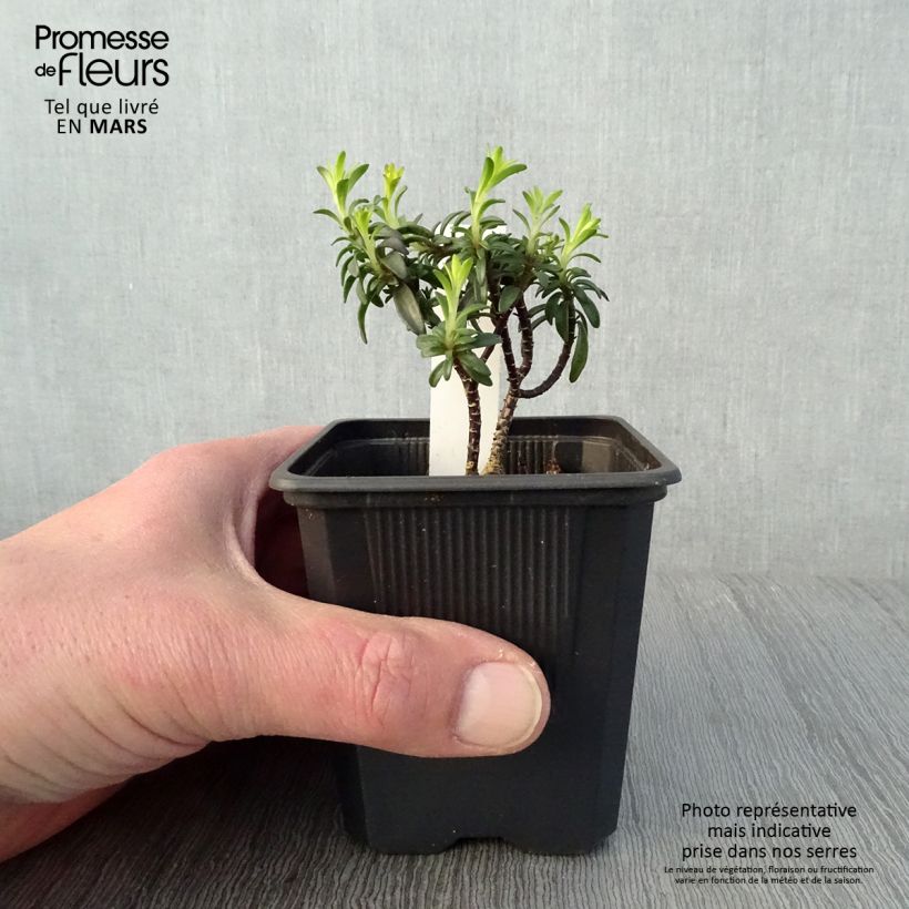 Iberis Absolutely Amethyst - Iberide rossa Vasetto da 8/9 cm esemplare consegnato in primavera