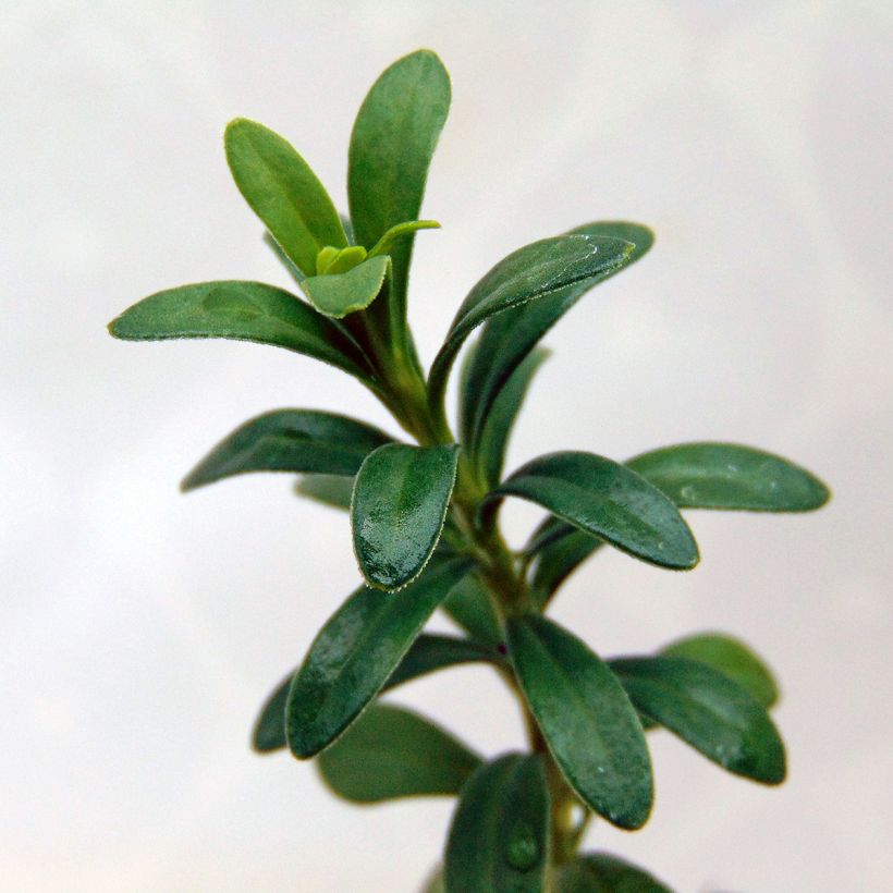 Iberis sempervirens Snowflake (Feuillage)