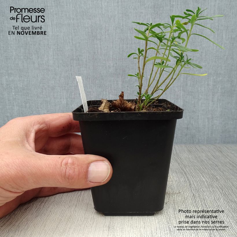 Spécimen de Iberis sempervirens Snowflake Godet de 8/9 cm tel que livré en automne