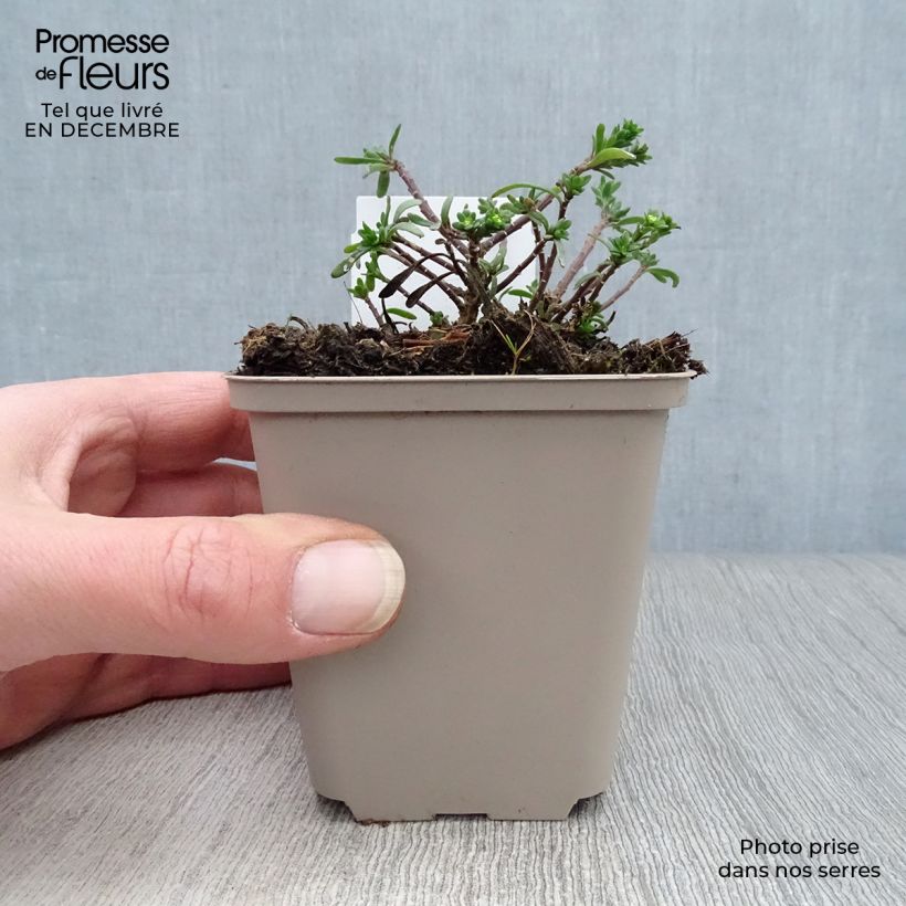 Spécimen de Iberis sempervirens Snowflake Godet de 8/9 cm tel que livré en hiver