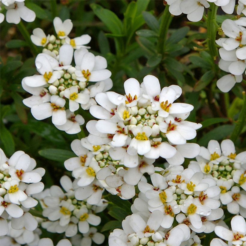 Iberis sempervirens Alexander White (Floração)