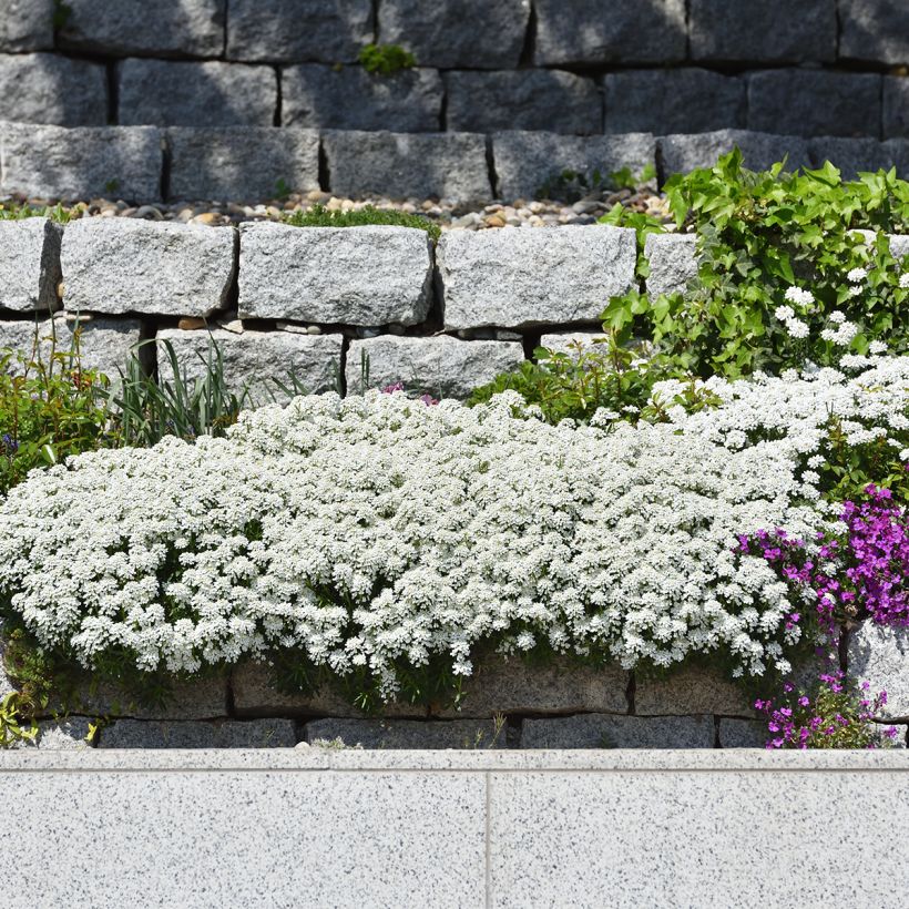 Iberis sempervirens - Corbeille d'argent (Port)