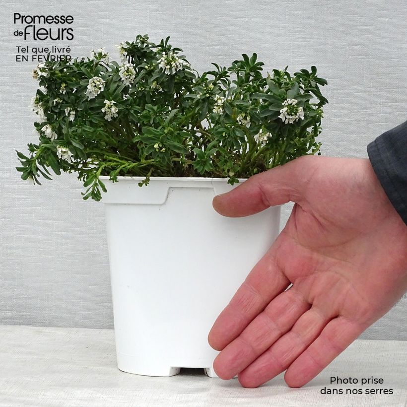 Spécimen de Iberis sempervirens - Corbeille d'argent Pot de 2L/3L tel que livré en hiver