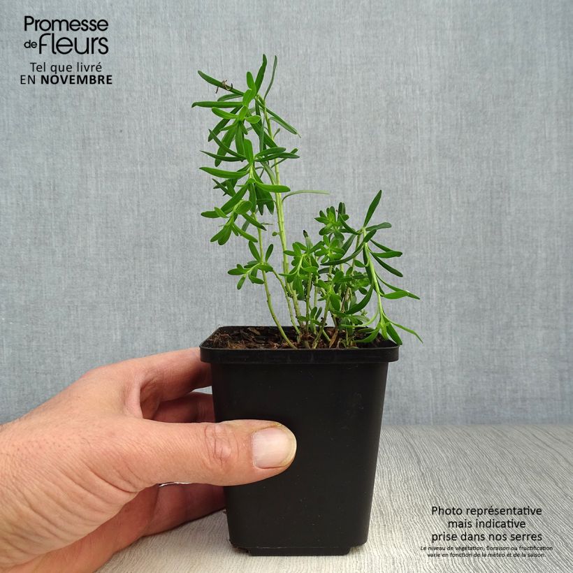 Spécimen de Iberis sempervirens - Corbeille d'argent Godet de 8/9 cm tel que livré en automne