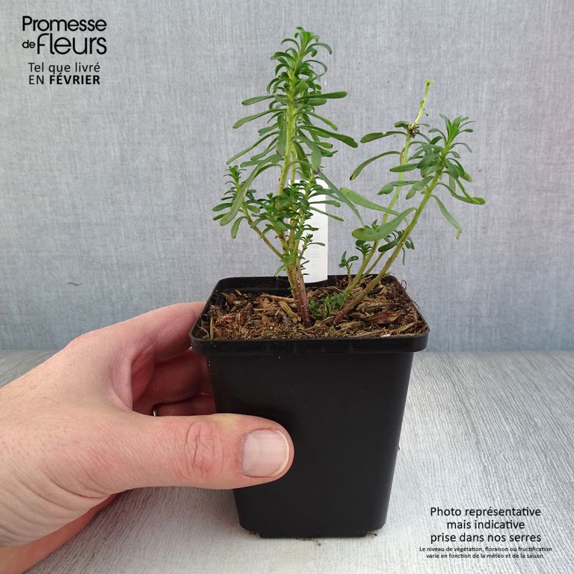 Spécimen de Iberis sempervirens - Corbeille d'argent Godet de 8/9 cm tel que livré en hiver