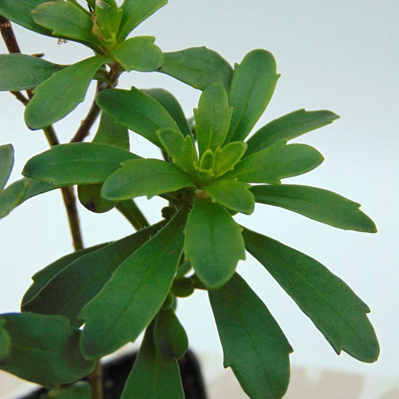 Iberis sempervirens Masterpiece - Corbeille d'argent  (Feuillage)