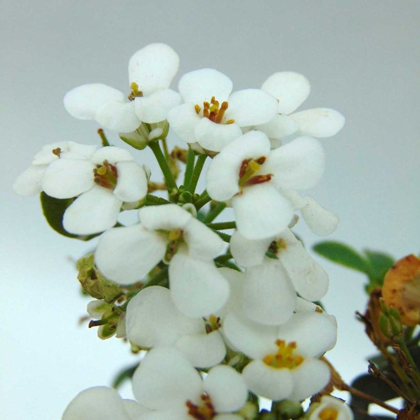 Iberis sempervirens Masterpiece - Corbeille d'argent  (Floraison)