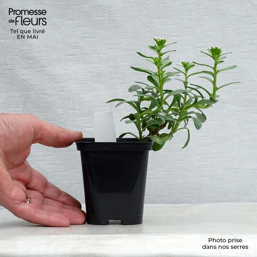 Spécimen de Iberis sempervirens Masterpiece - Corbeille d'argent  Godet de 8/9 cm tel que livré au printemps