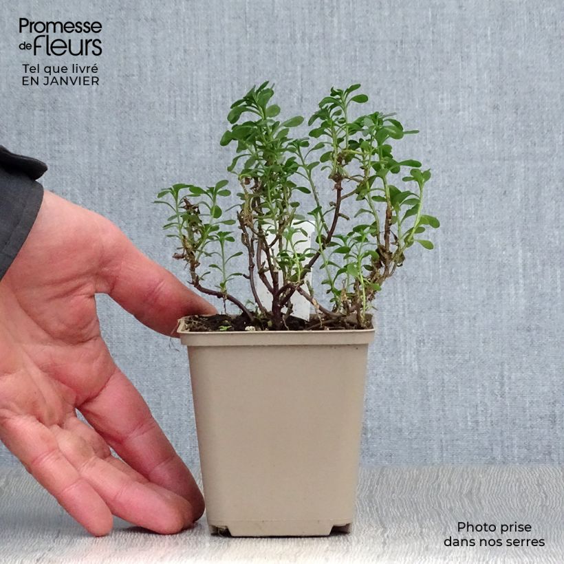 Spécimen de Iberis sempervirens Pink Ice® - Corbeille d'Argent Godet de 8/9 cm tel que livré en hiver