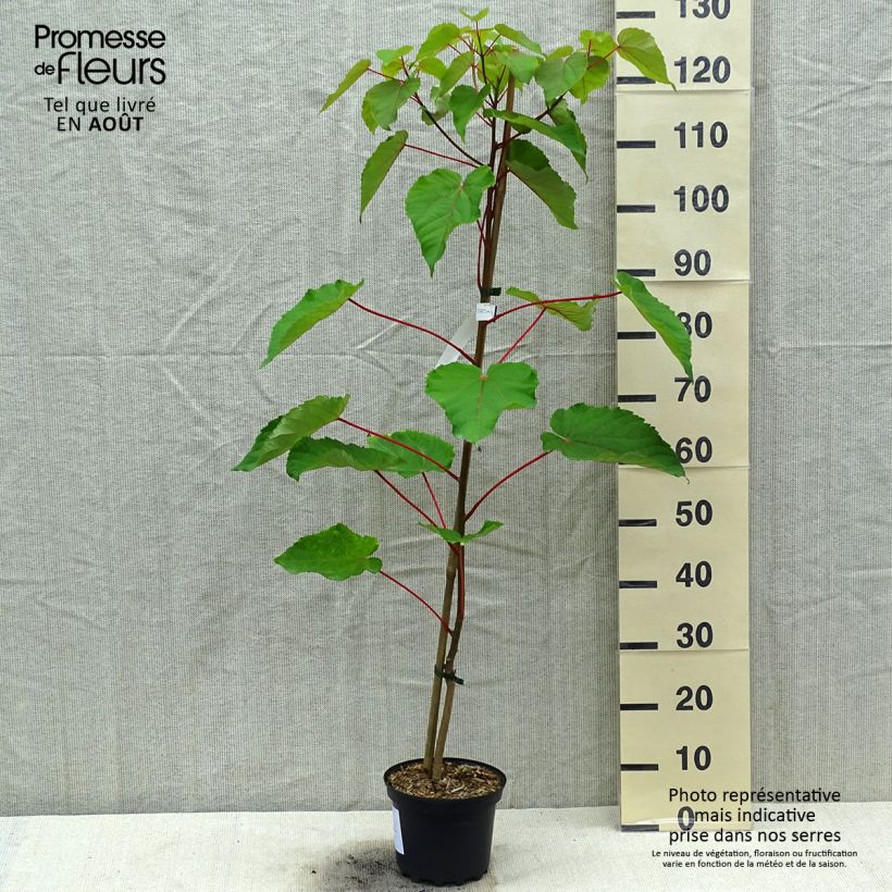 Spécimen de Idesia polycarpa Pot de 2L/3L tel que livré en été