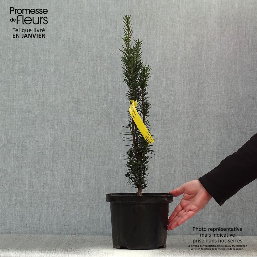 Spécimen de If commun - Taxus baccata fastigiata Black Tower Pot de 4L/5L tel que livré en hiver