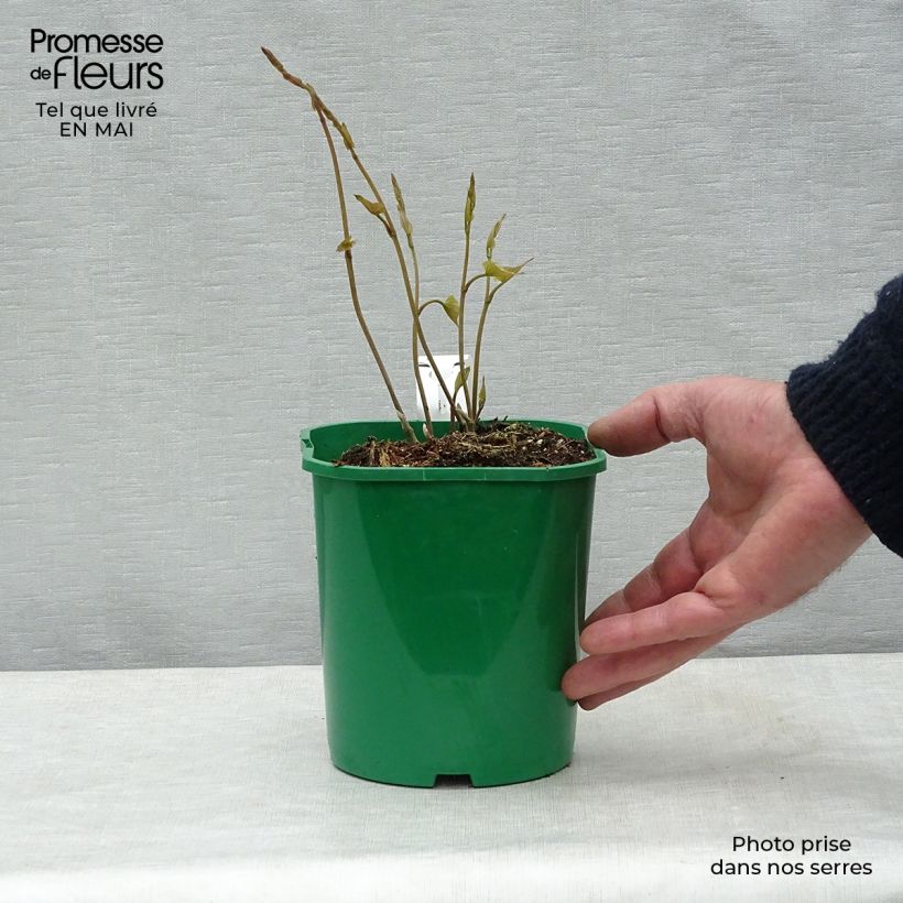 Spécimen de Igname de chine - Dioscorea batatas  Pot de 2L/3L tel que livré au printemps