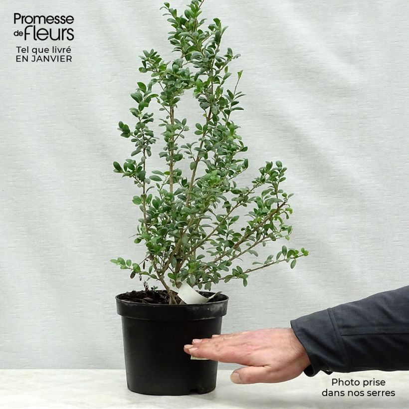 Spécimen de Houx crénelé - Ilex crenata Convexa Pot de 2L/3L tel que livré en hiver