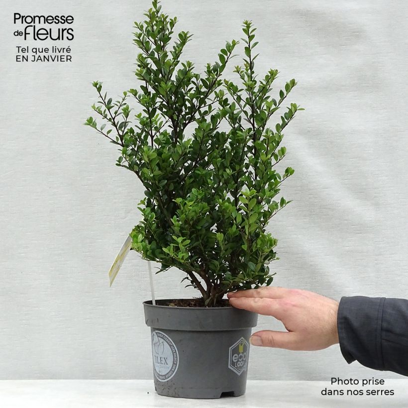 Spécimen de Houx crénelé - Ilex crenata Dark Green  Pot de 2L/3L, Touffe tel que livré en hiver