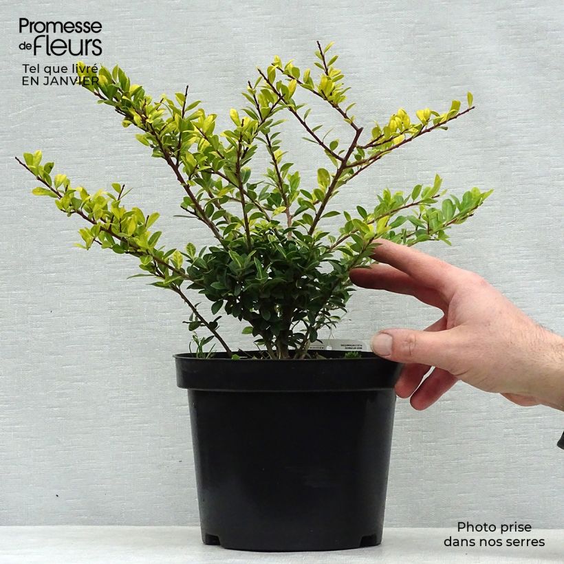 Spécimen de Houx crénelé - Ilex crenata Golden Gem Pot de 2L/3L tel que livré en hiver
