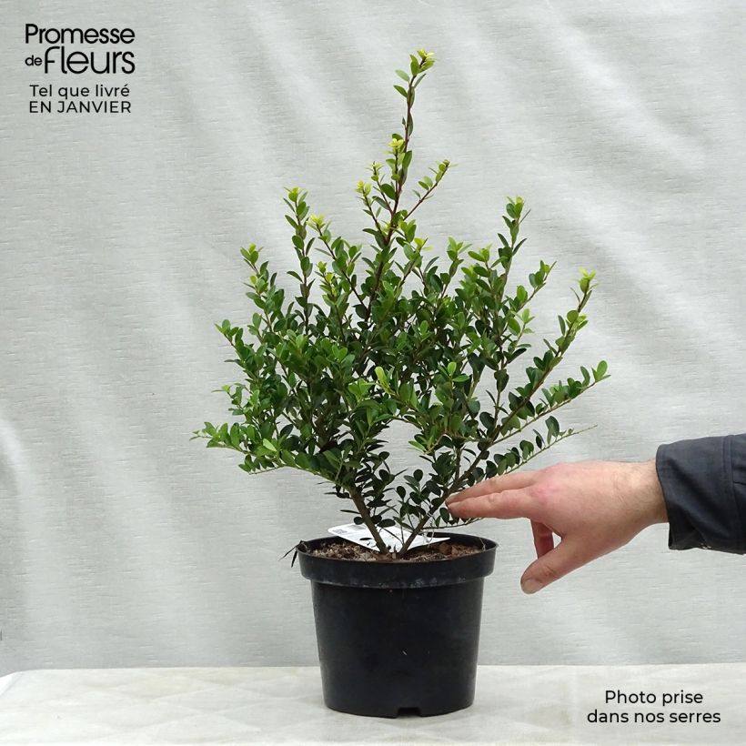 Spécimen de Houx crénelé - Ilex crenata Green Hedge Pot de 2L/3L tel que livré en hiver