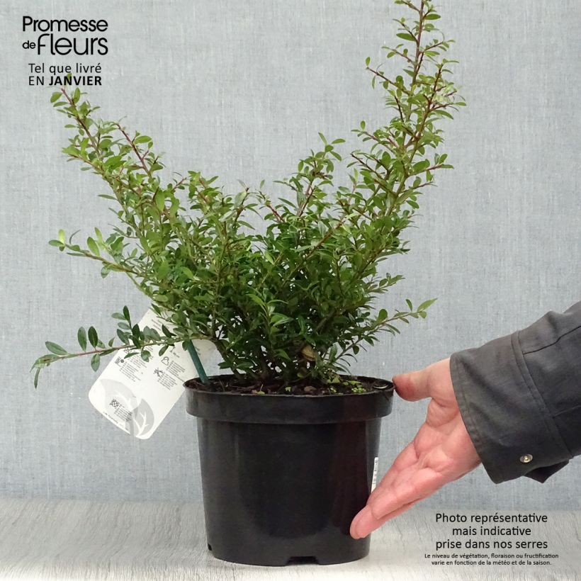 Spécimen de Ilex crenata Stokes - Houx crénelé nain Pot de 2L/3L tel que livré en hiver