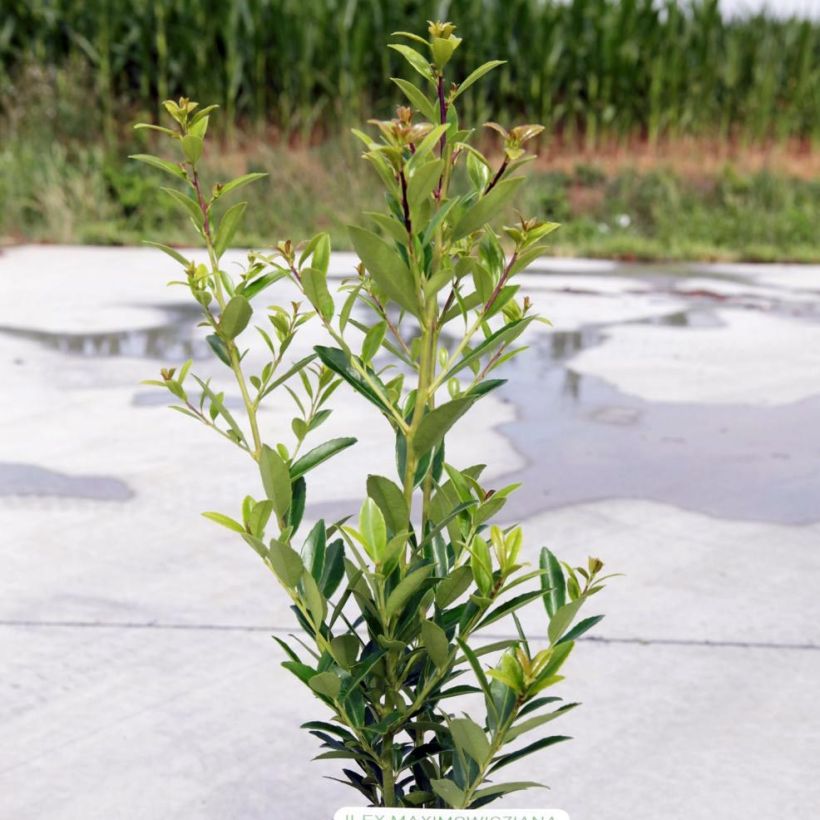 Ilex maximowicziana Kanehirae - Houx Mutchagara (Port)