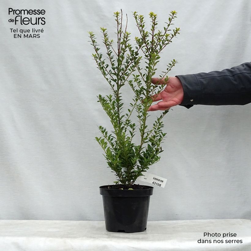Spécimen de Ilex maximowicziana Kanehirae - Houx Mutchagara  Pot de 3L/4L tel que livré au printemps