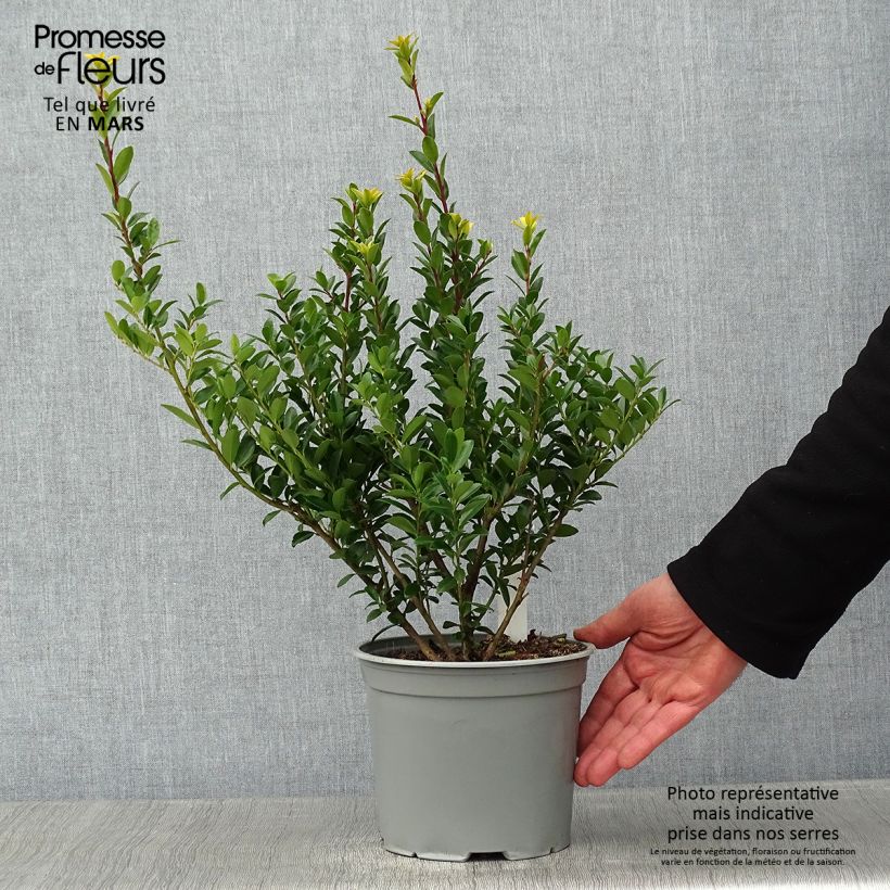 Spécimen de Ilex maximowicziana Kanehirae - Houx Mutchagara  Pot de 3L/4L tel que livré en hiver